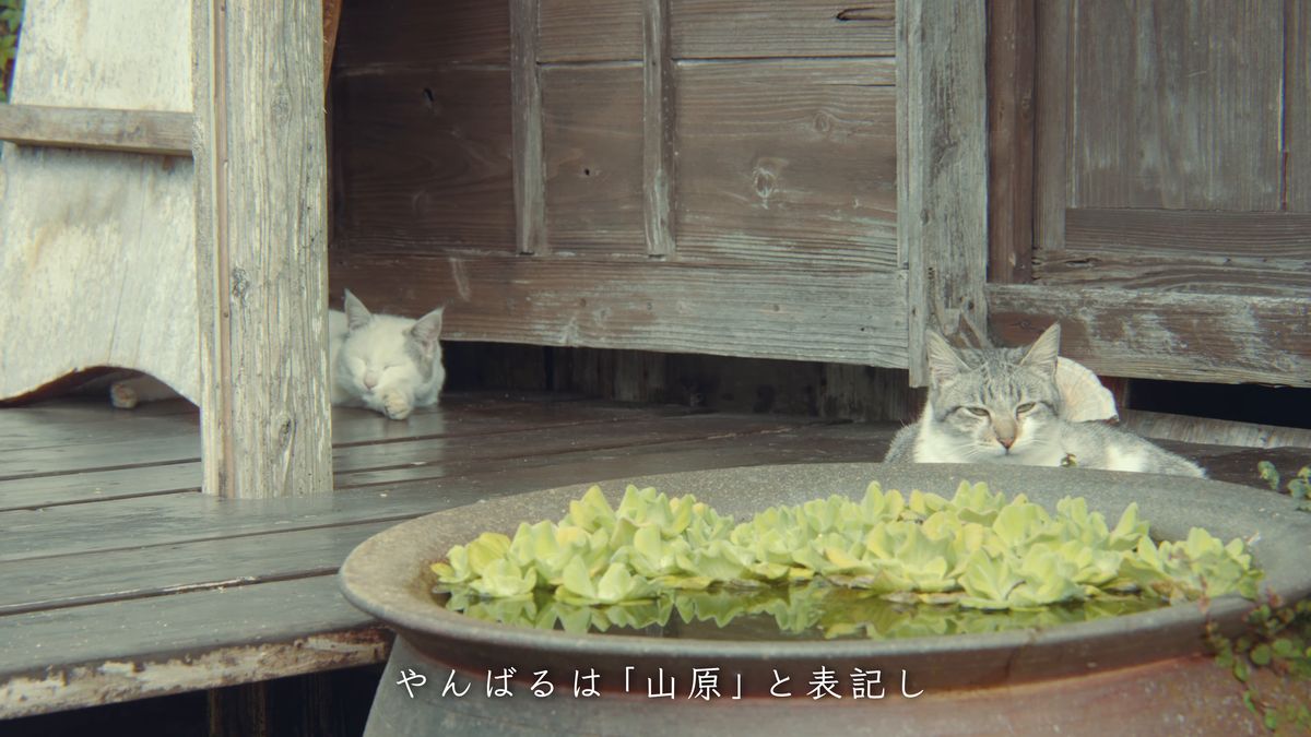 Cats on the veranda beside a bowl of floating water plants