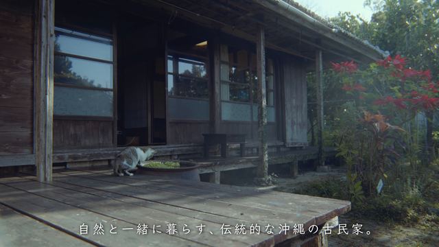 Fukugi windbreaks