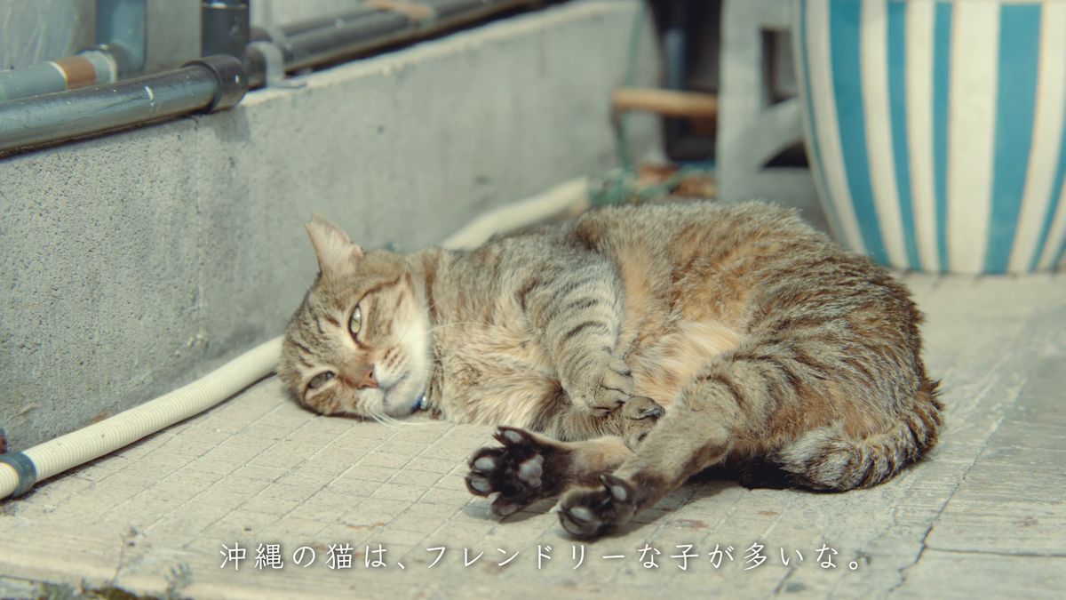 A tabby cat stretched out in the sun