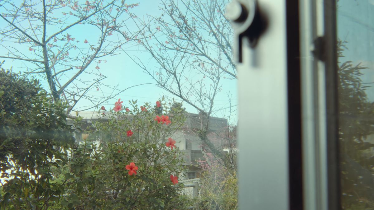 Red hibiscus and a bare tree outside the window