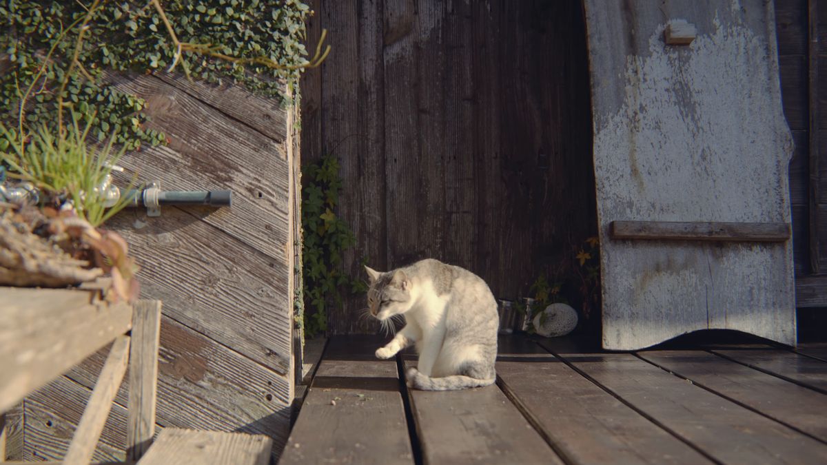 A white cat grooming itself on the wooden veranda