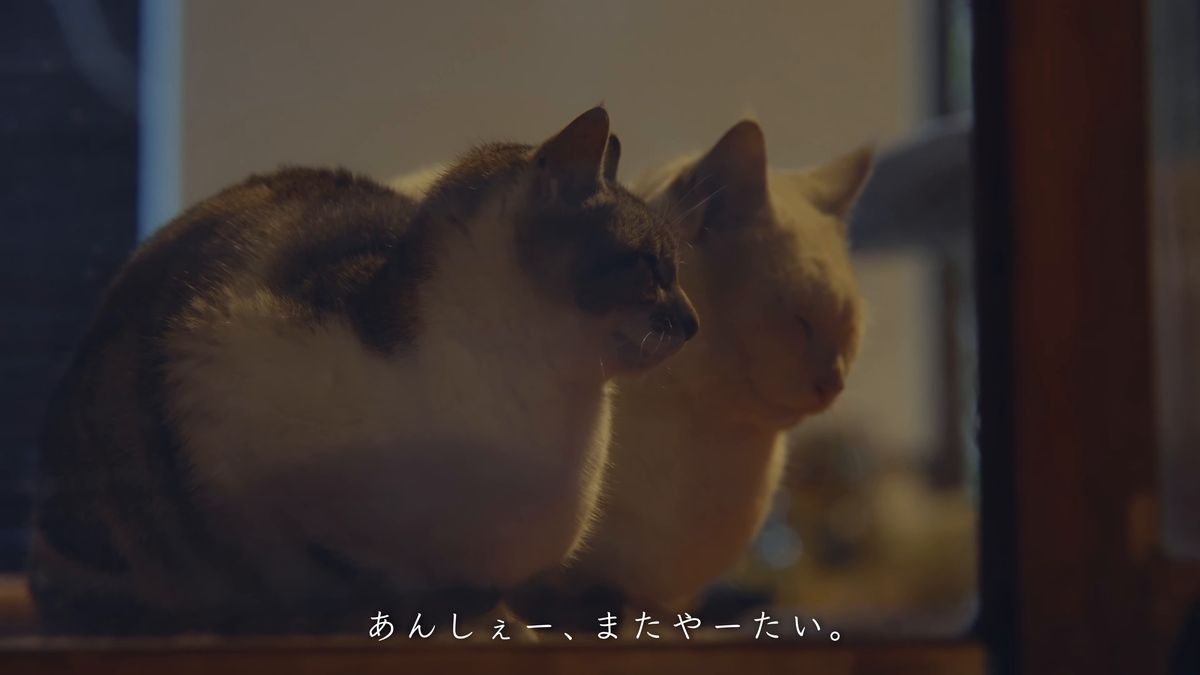 Two cats huddled together by the window