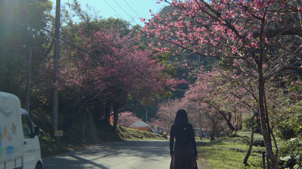 桜並木の下を歩く後ろ姿