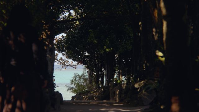 Bise Fukugi Tree Path