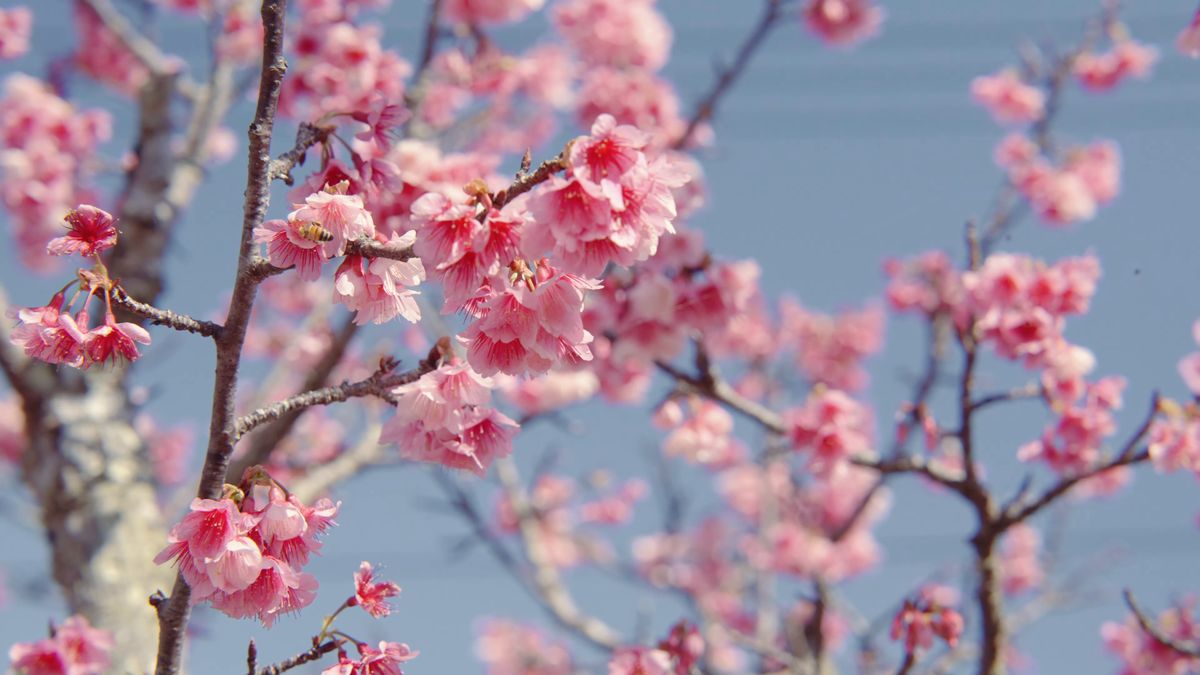 枝いっぱいに咲く濃いピンクの寒緋桜