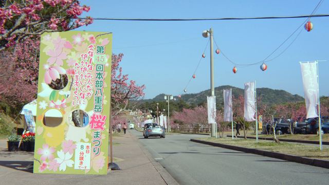 Yaedake Sakura no Mori Park and the Motobu Yaedake Cherry Blossom Festival