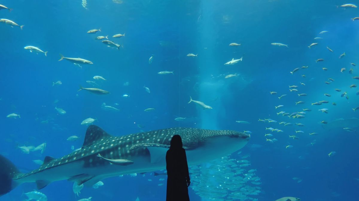 大水槽を横切るジンベエザメと見上げる人影