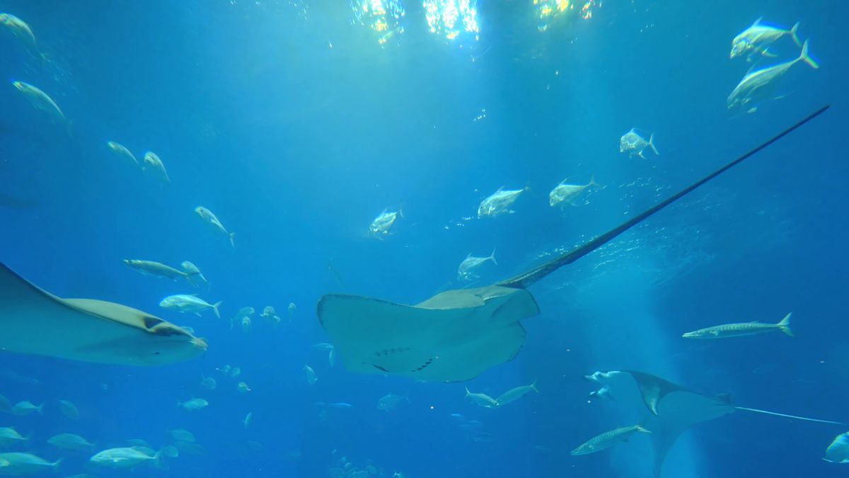 ひれを広げて泳ぐエイと魚の群れ