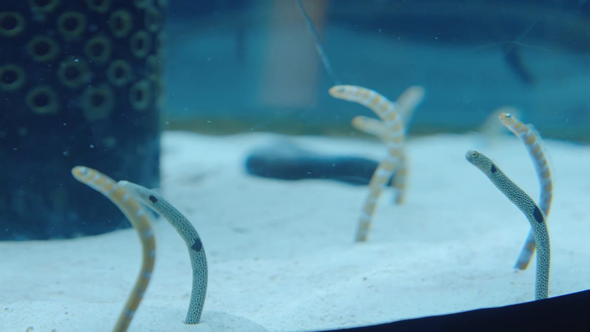 砂から顔を出すチンアナゴ