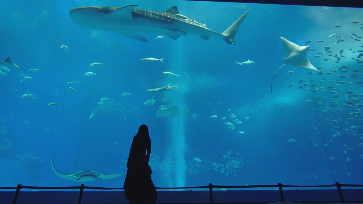 黒潮の海の大水槽の前に立つ後ろ姿