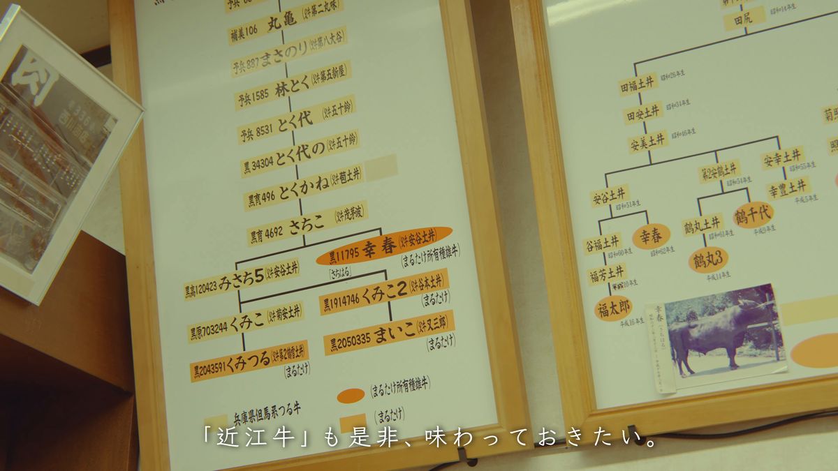牛の血統を記した図