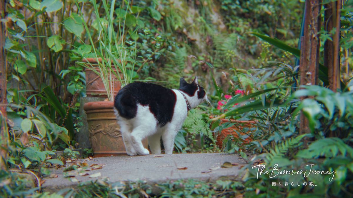 植木鉢の脇に立つ白黒の猫