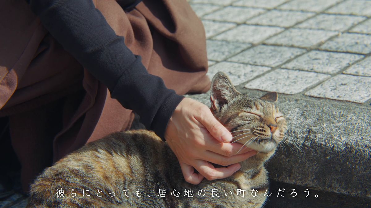 石段の脇で茶色の猫を撫でる手元