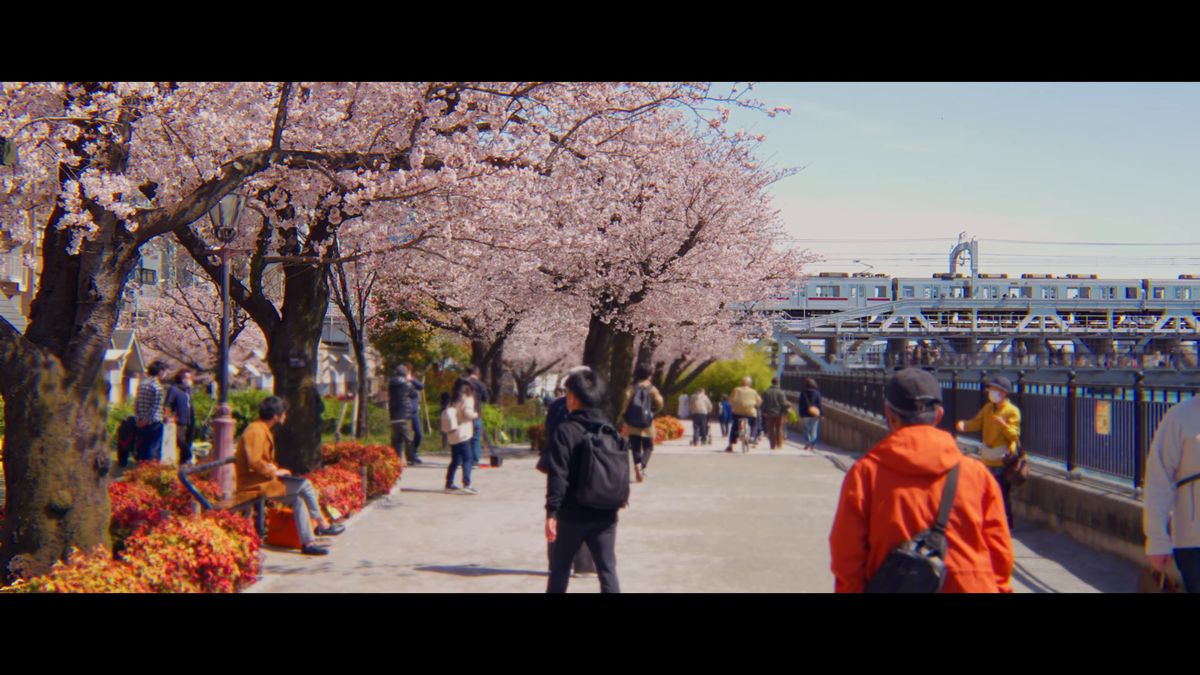 満開の桜並木の遊歩道と、鉄橋を渡る電車