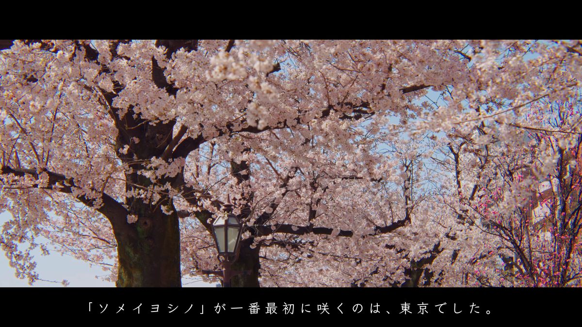枝いっぱいに花をつけた桜の大木