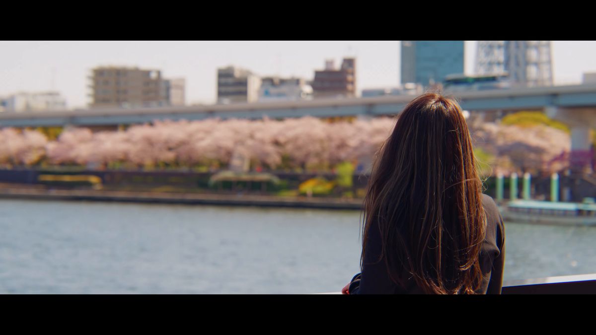 川べりで対岸の桜並木を眺める後ろ姿
