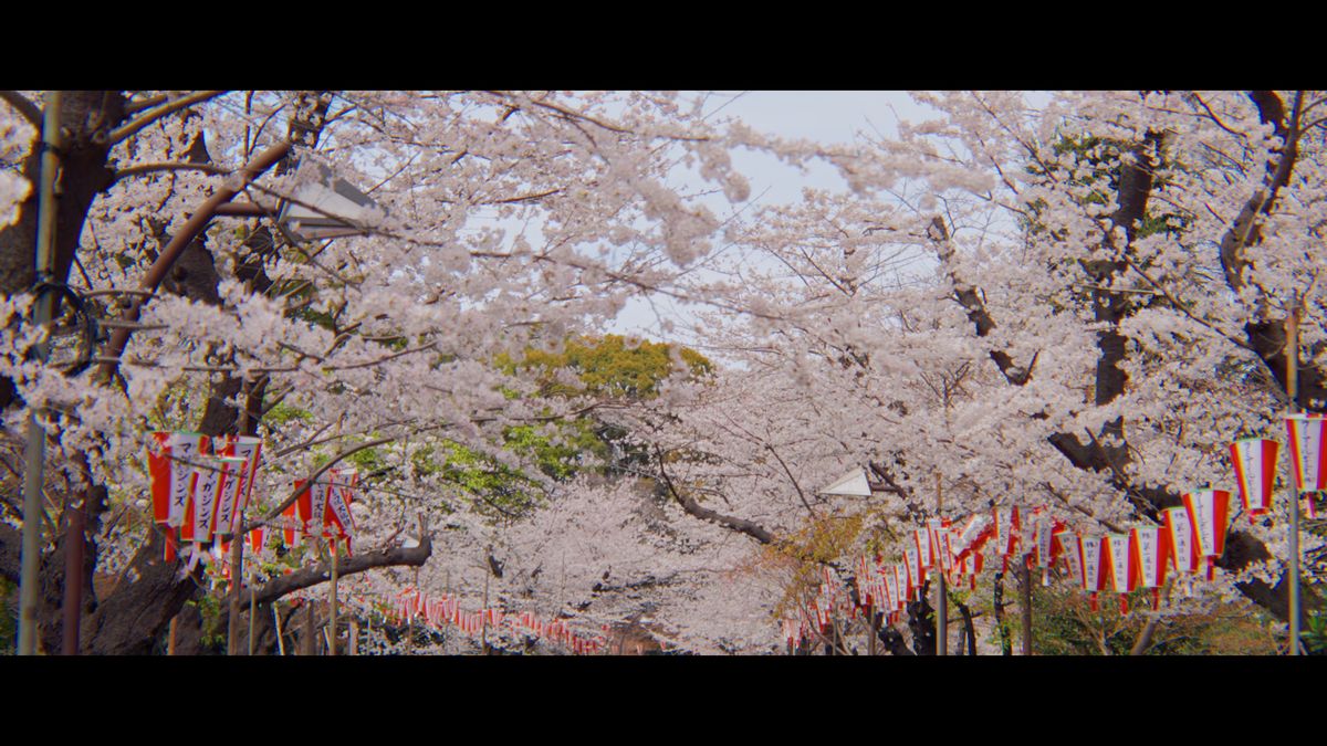 提灯が連なる、満開の桜並木