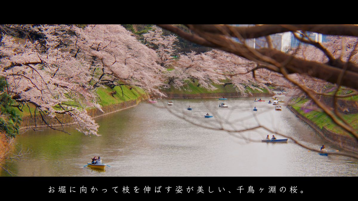お堀に枝を垂らす桜と、手こぎボート
