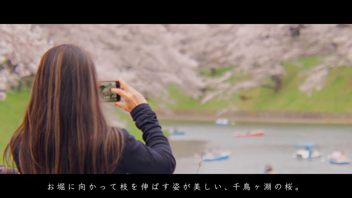 スマートフォンでお堀の桜を撮る後ろ姿