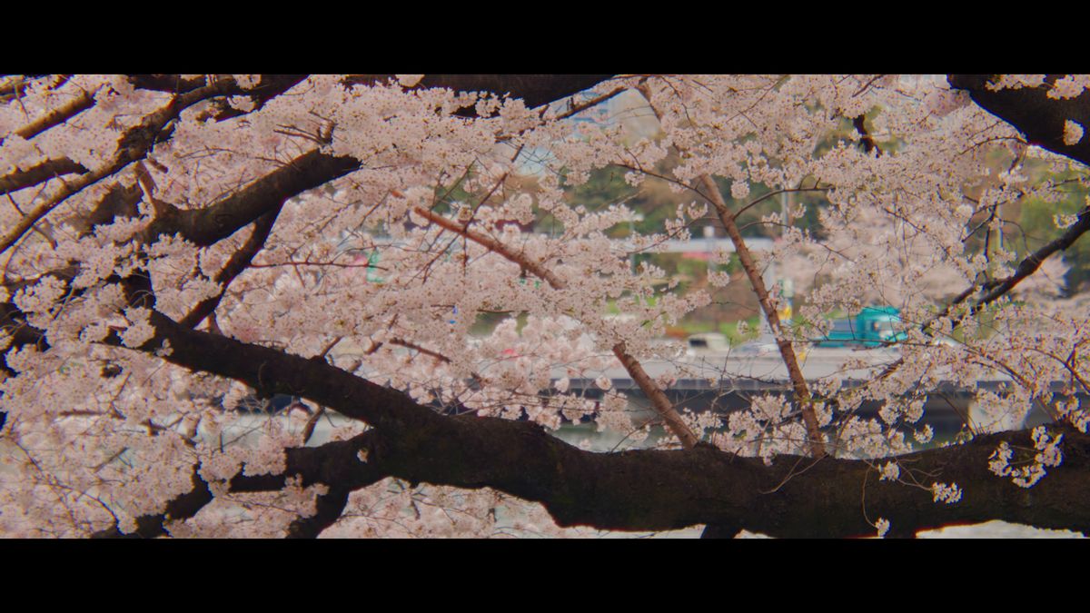 太い枝が張り出した、お堀の上の桜