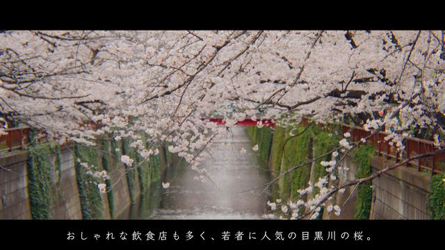Tokyo's cherry blossom spots