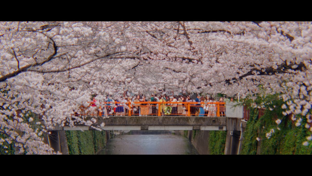花見の人で埋まる、桜に包まれた橋
