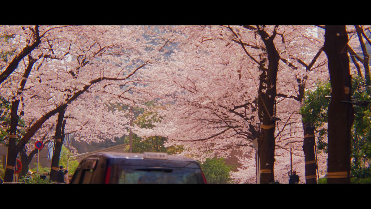 車が上っていく、桜のトンネルの坂道