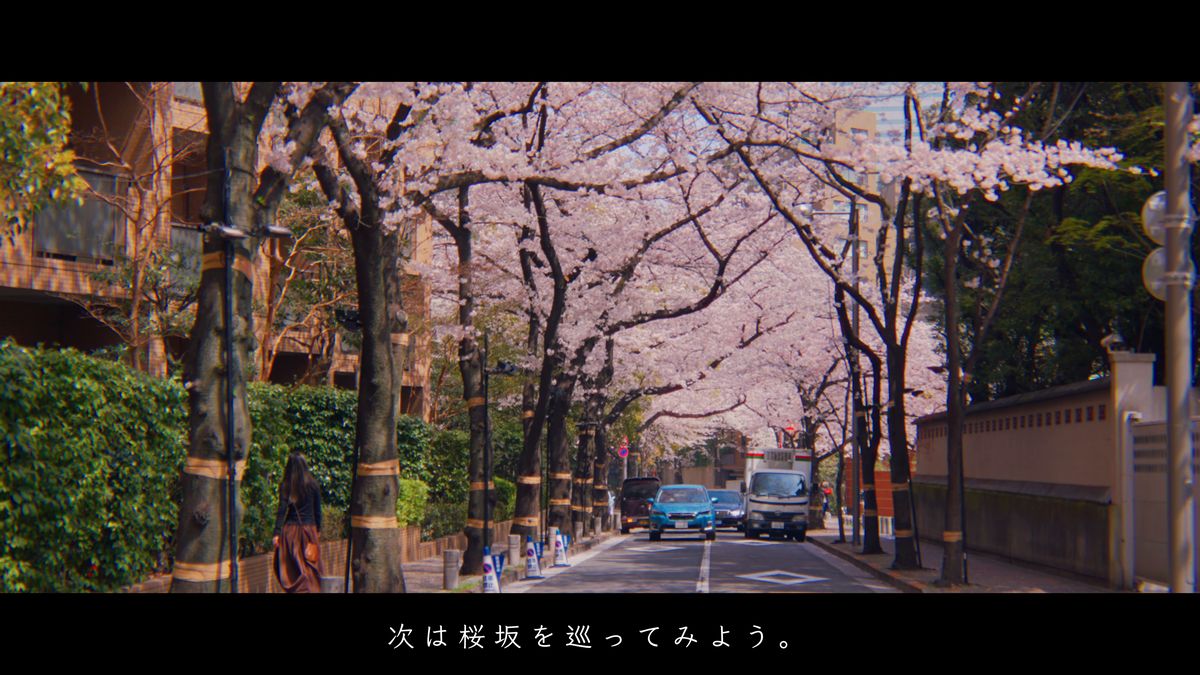 住宅とビルの間の桜並木を歩く後ろ姿