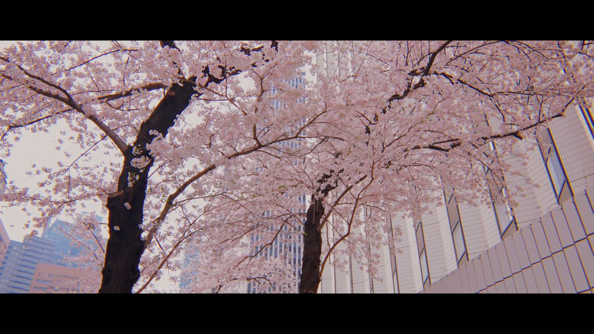 ガラス張りのビルに沿って咲く桜