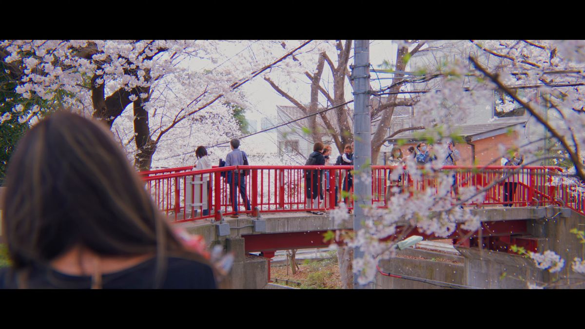 桜坂にかかる赤い橋と、花を見る人たち