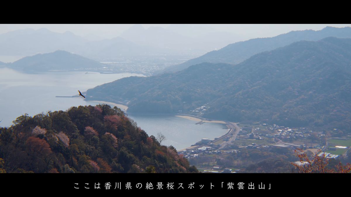 入り江に沿う町と島、空を舞う鳥