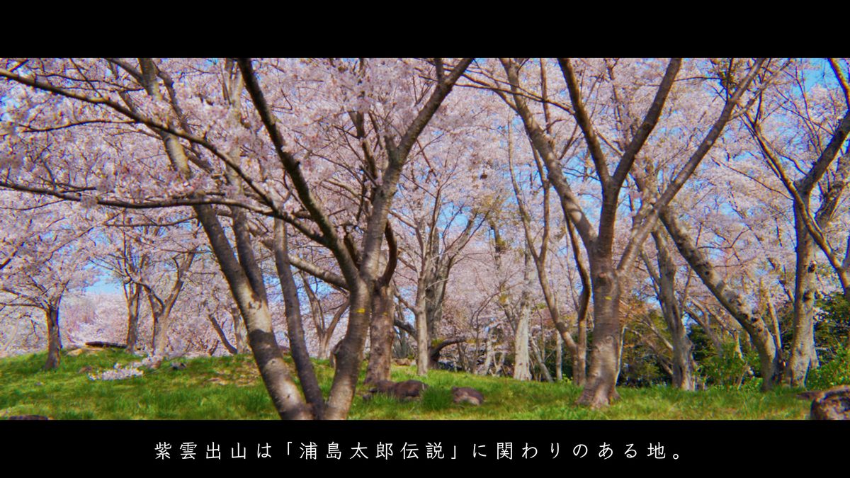 一面に桜が咲く、山頂近くの林