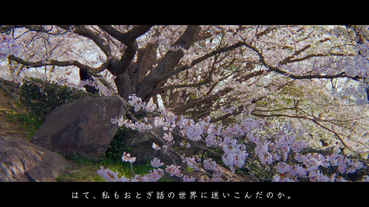岩のそばで枝を広げる桜の古木