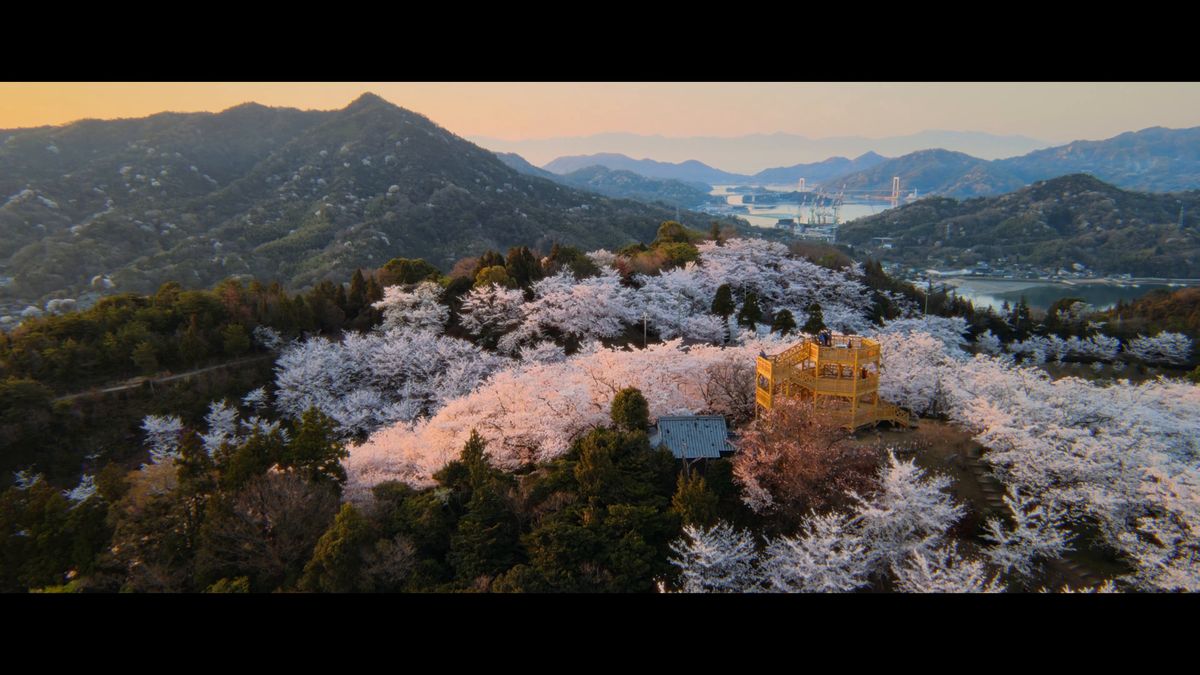 空から見た山頂一面の桜と木の展望台