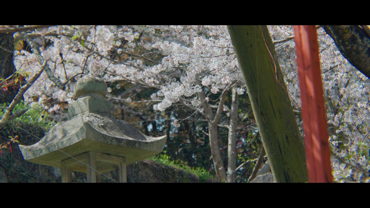 石灯籠と朱の柱、満開の桜