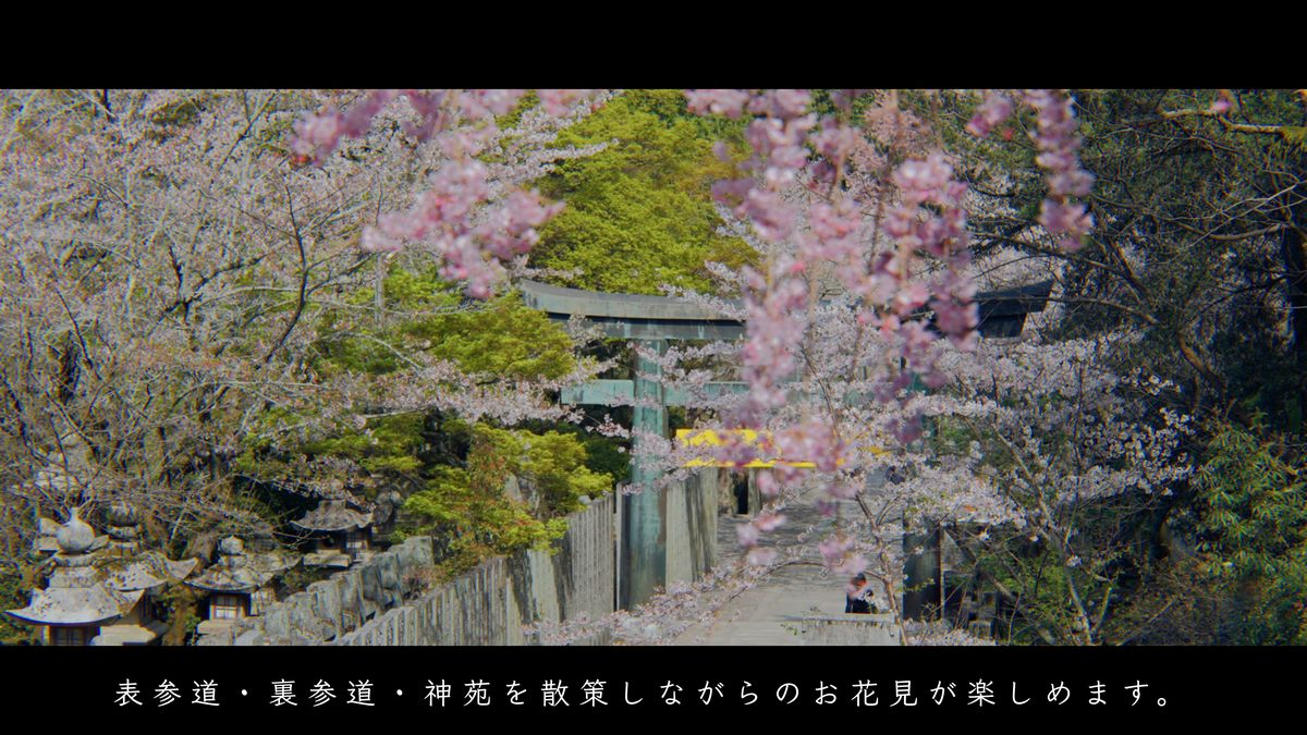 しだれ桜の向こうに続く鳥居と参道