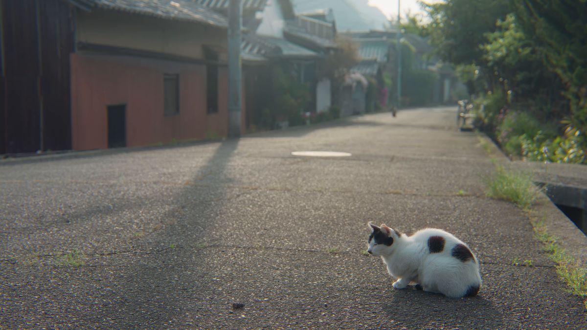 集落の道の真ん中に座る白黒の猫