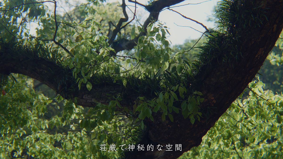 若葉をつけた太い枝
