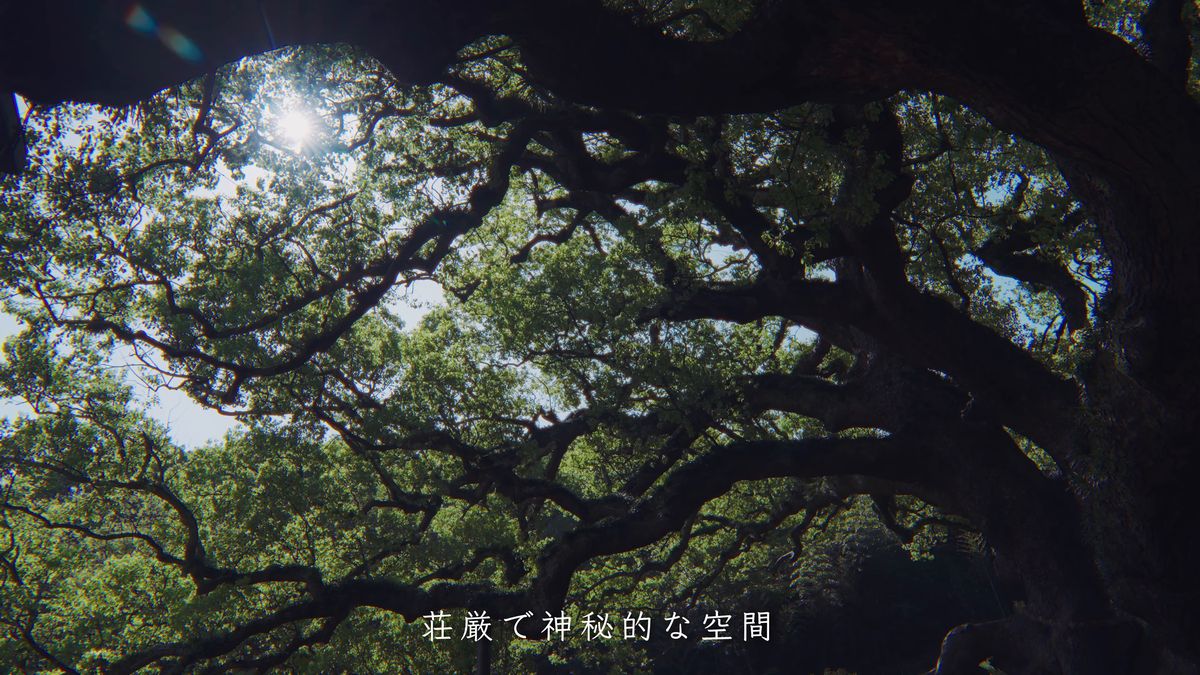 見上げた枝の間からこぼれる木漏れ日