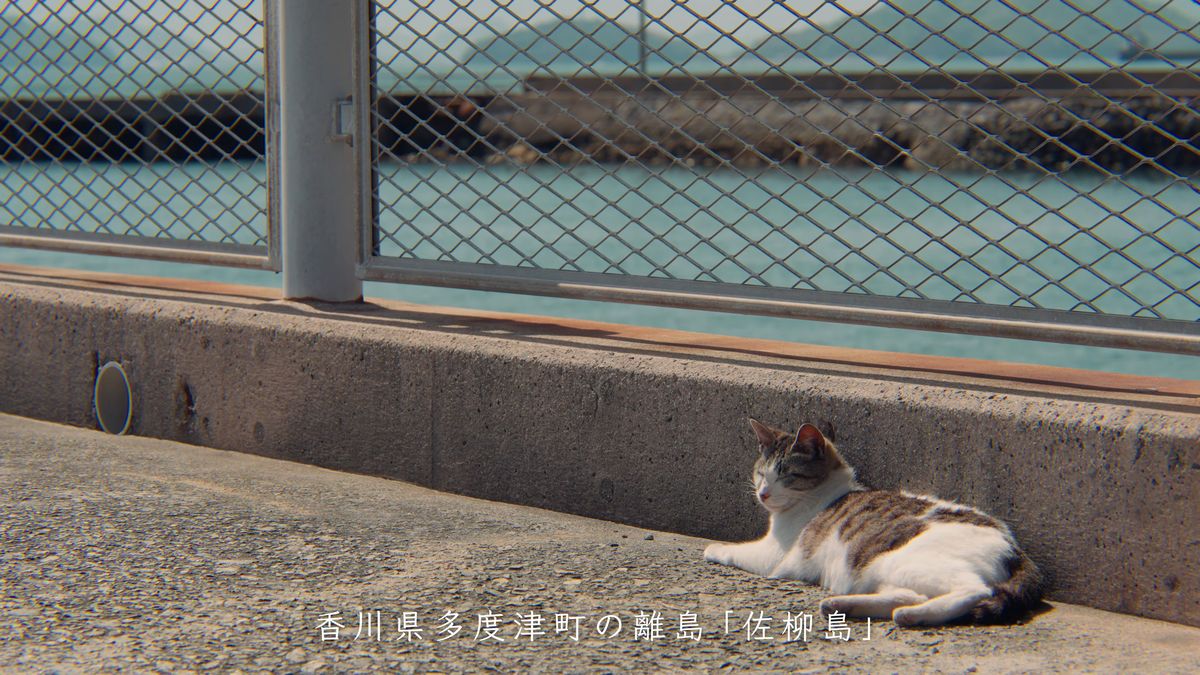 岸壁の縁で寝そべる猫