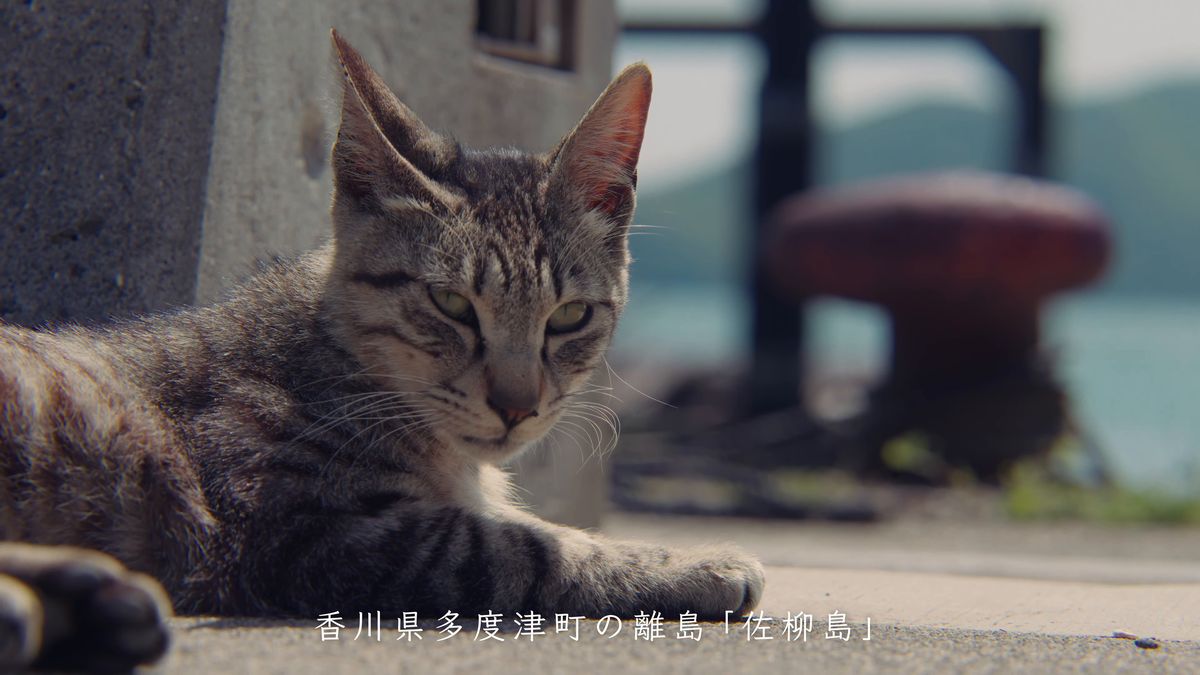 係船柱のそばでくつろぐキジトラの猫
