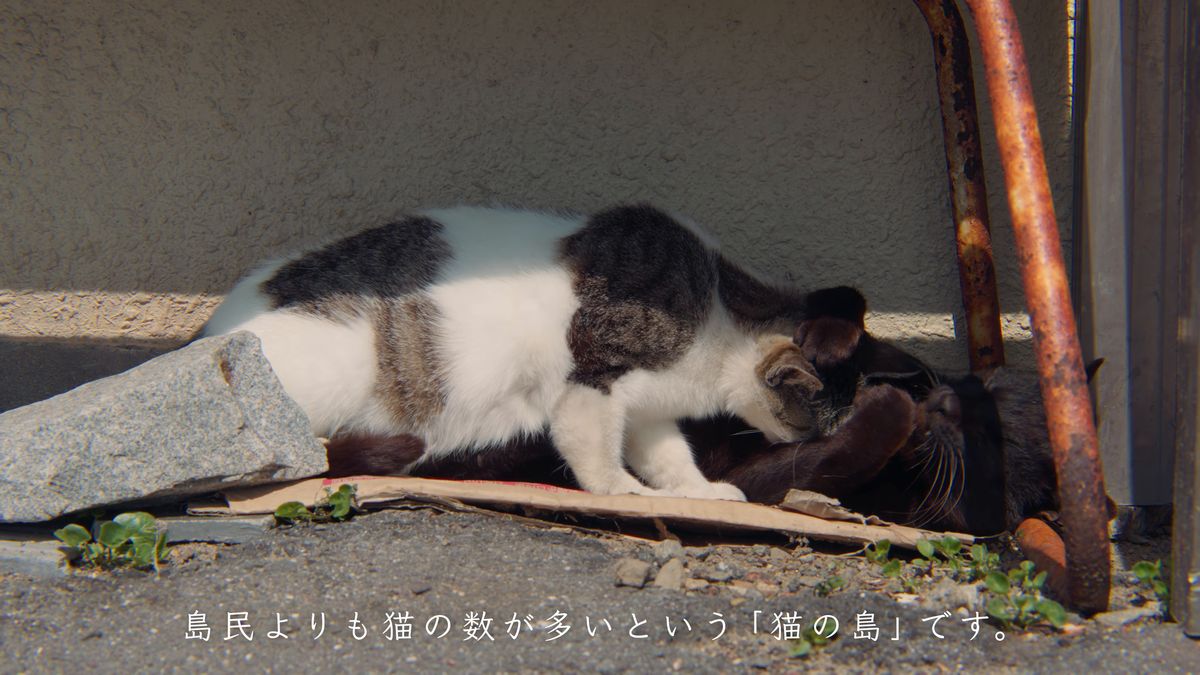 塀の下の板の上で丸まる白黒の猫