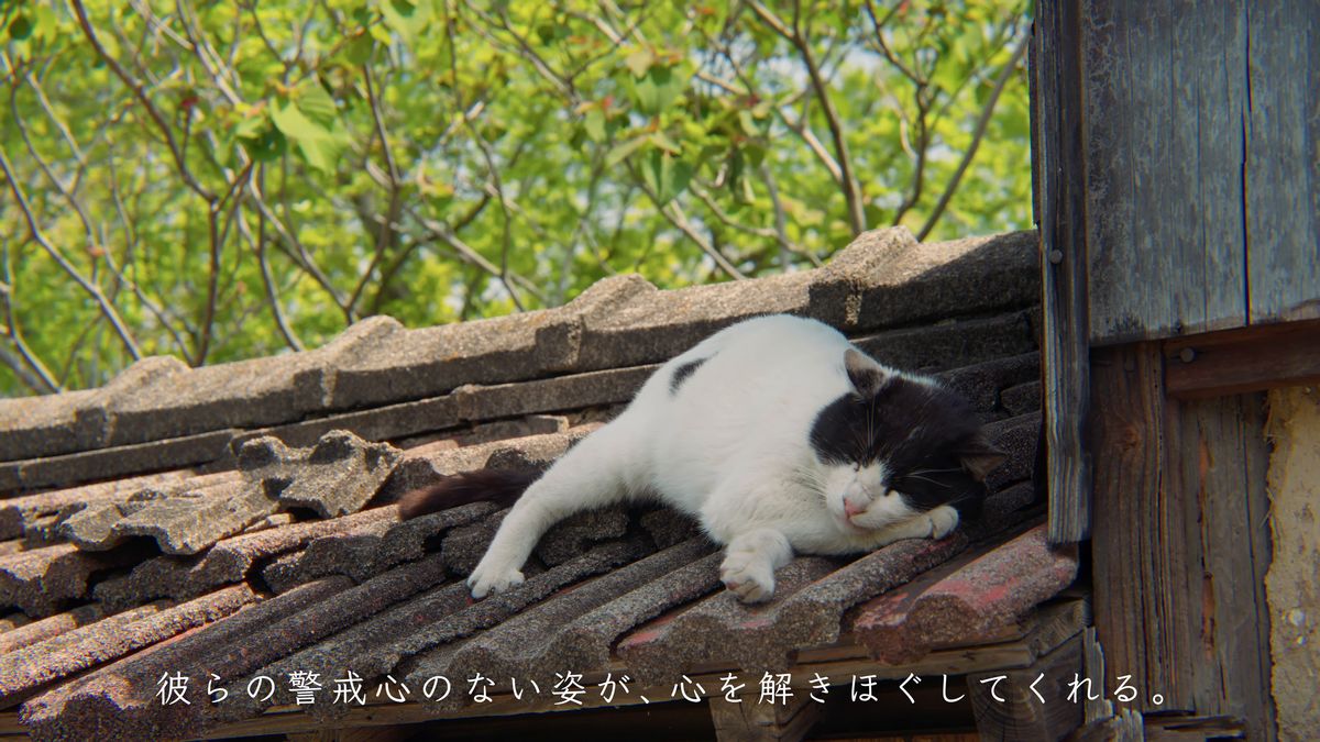 瓦屋根の上で眠る白黒の猫