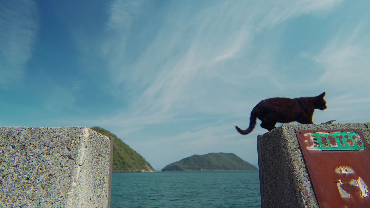 青空の下、堤防の上を歩く黒猫