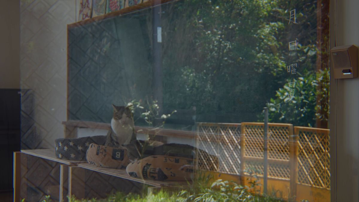 ガラス越しに見える窓の外の猫たち