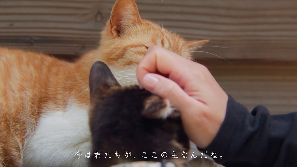 茶トラの猫を撫でる手元