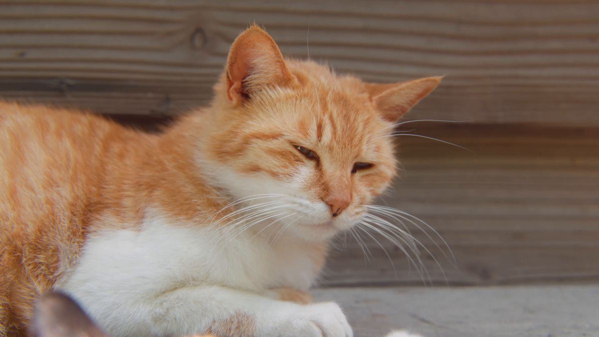 目を細める茶トラの猫