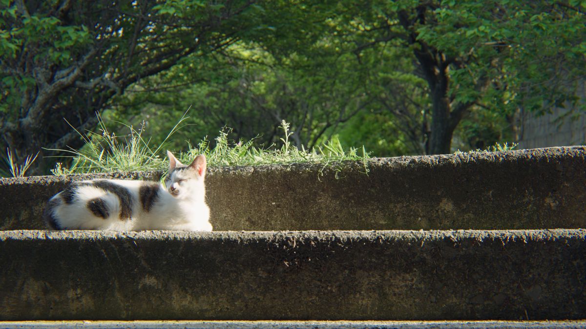 緑の中、石段で寝そべる白黒の猫