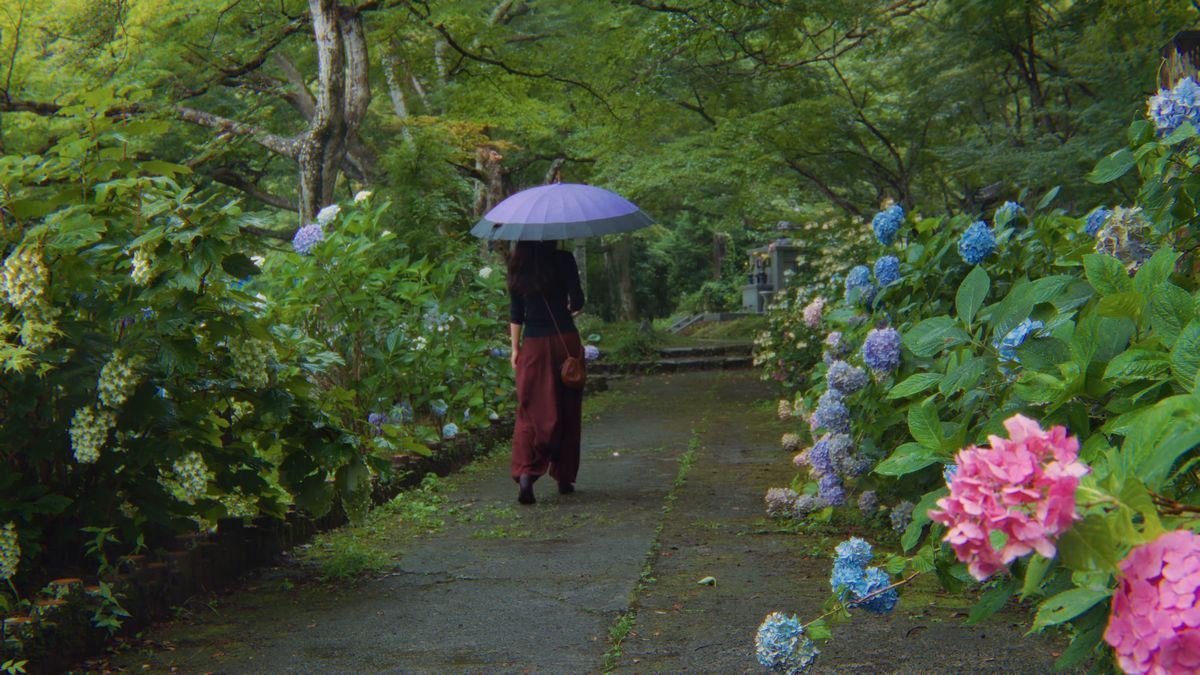 紫陽花の咲く参道を、傘をさして歩く後ろ姿