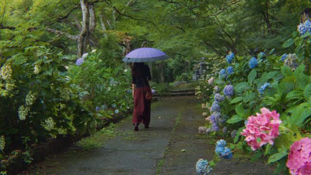 紫陽花の咲く参道を、傘をさして歩く後ろ姿